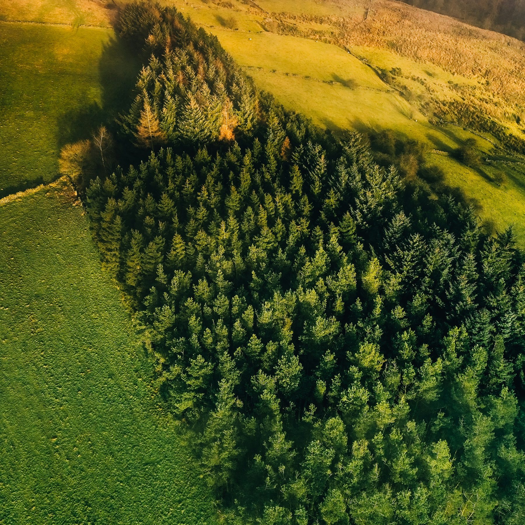 Granskog mellan ängar i kvällsljus, sedd från ovan
